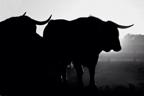 OPINIÓN: Agosto y los toros – DE SOL Y SOMBRA