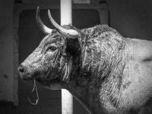 Opinión: Un corbatín con abolengo.