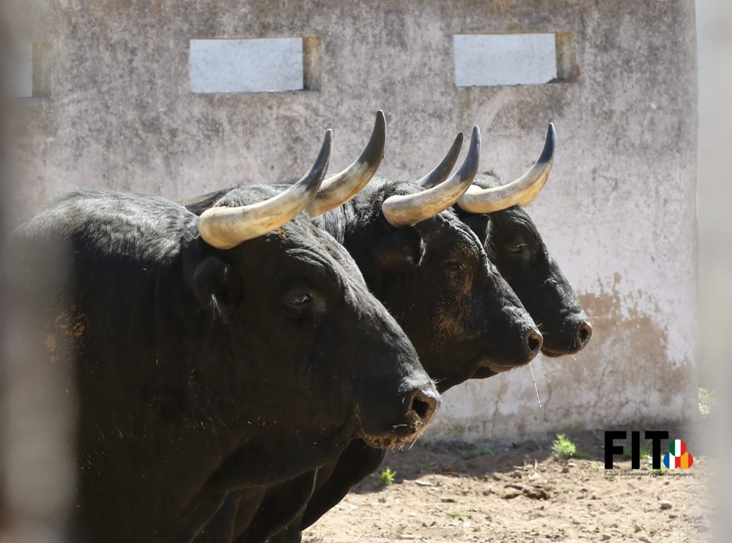 Gran tarde de toros en Badajoz con toreros en sazón.