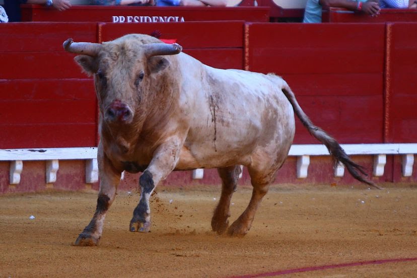 “Seguramente, nunca más me anuncie con seis toros en solitario”: Morante de la Puebla.