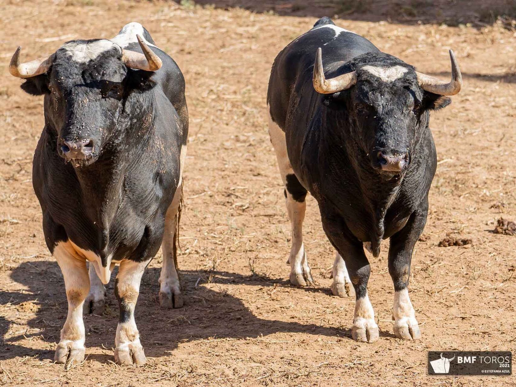 Los ‘patas blancas’ de Galache, toros que vuelven a la gloria con el arte de Morante