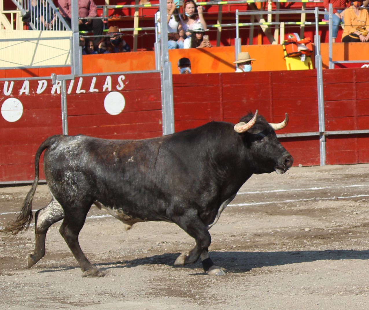 Crónica, Primera Novillada en Puebla: Una Tarde Pletórica de Emociones.