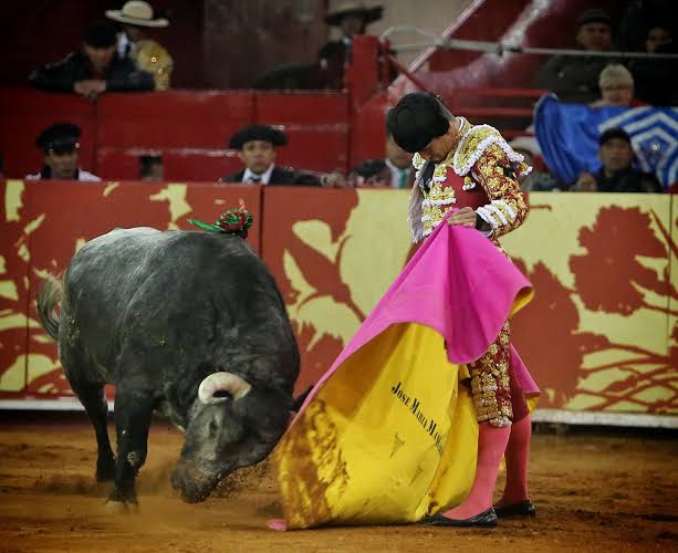 SCJN: La Corte declara que corridas de toros y peleas de gallos no pueden ser patrimonio cultural.