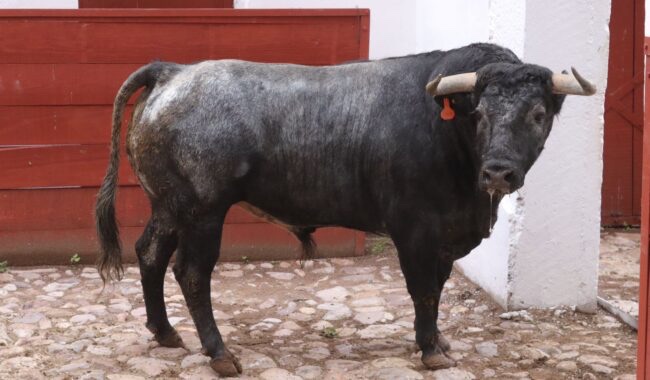 Empresa de Zacatecas denunciará penalmente al descubrir que varios toros fueron drogados antes de salir al ruedo.
