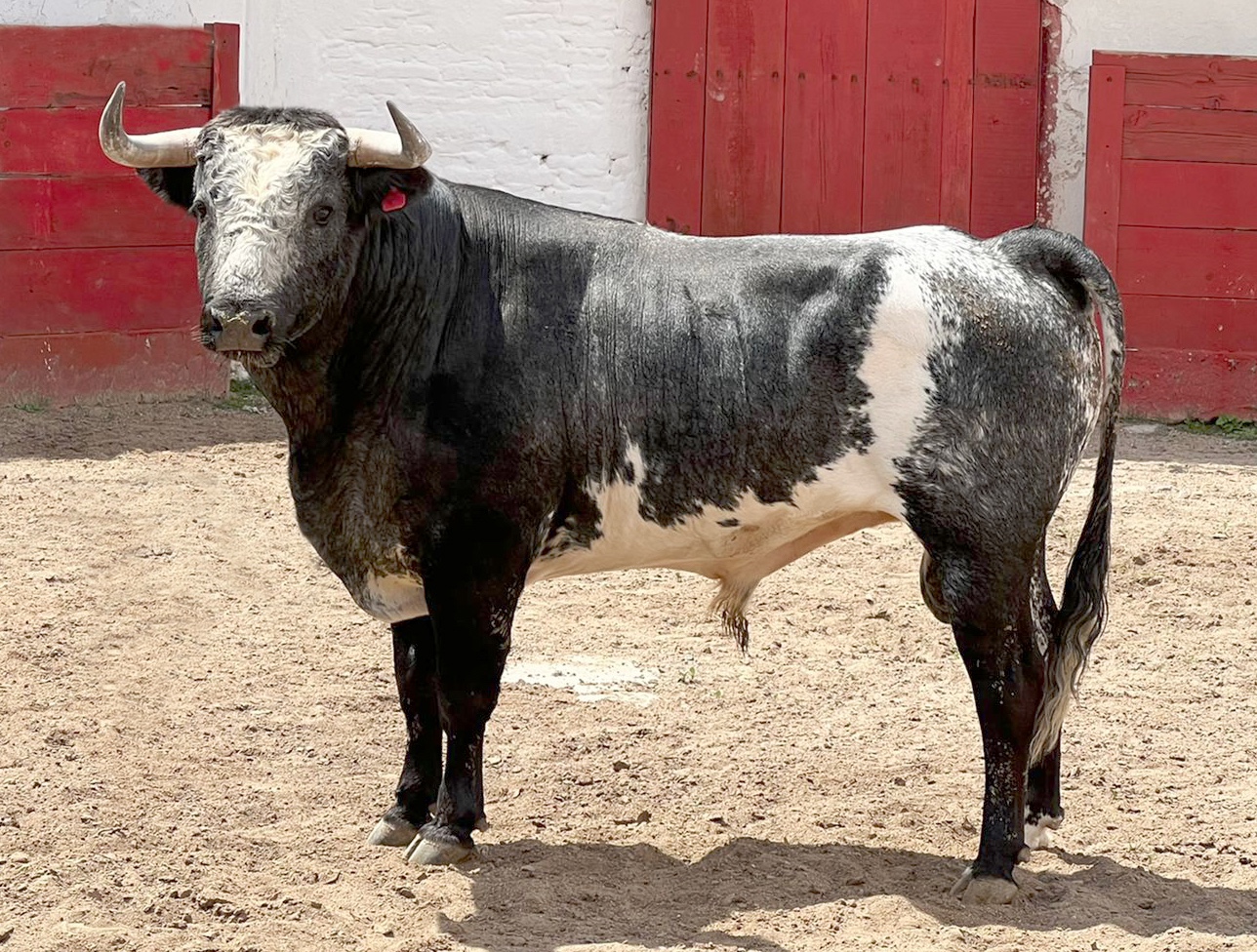 Aprobado el encierro de Felipe Castorena para Guadalajara.