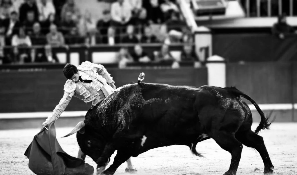 Feria de San Isidro: Y en la tarde del santo, bueyes como Dios manda.