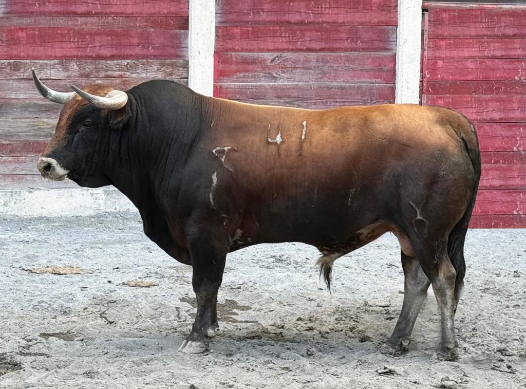 Monterrey: Reseña del encierro de Begoña para la Corrida d de las Luces 2024.