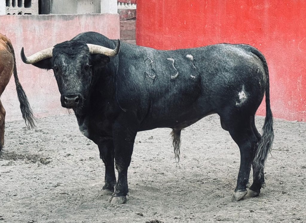 Reseña del Encierro de Santa Fe del Campo para Monterrey.