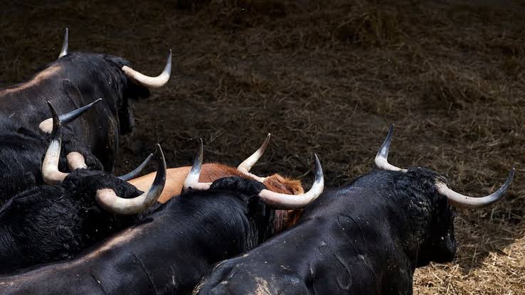 Domingo Hernández, novedad y prestigio ganadero para el quinto encierro de San Fermín 2024.