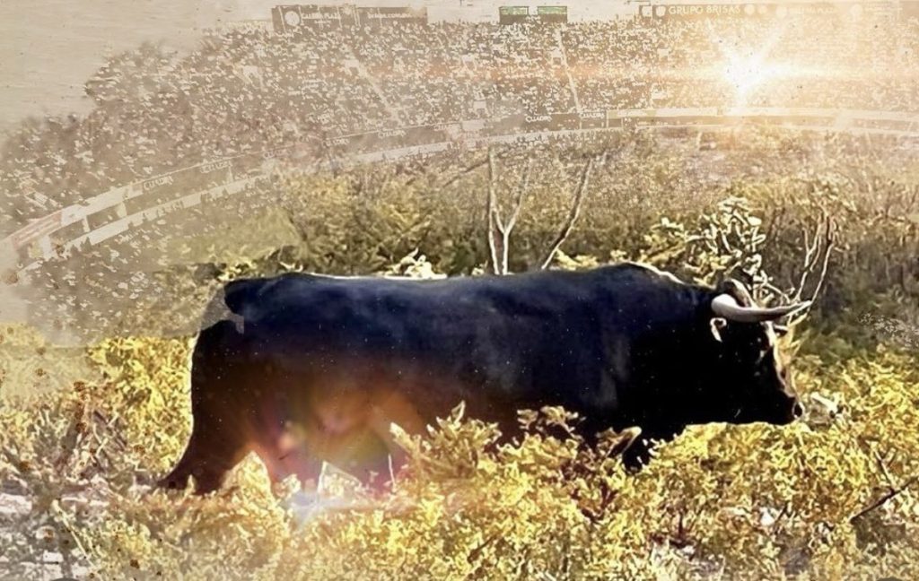 Los novillos de Fernando Lomelí regresan a la Plaza México en la segunda corrida de serial.