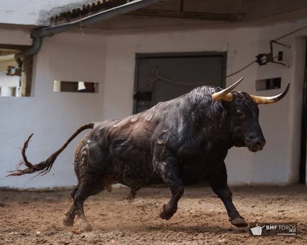 “Los toros en la Aste Nagusia tienen un impacto de 14 millones de € en Bilbao”
