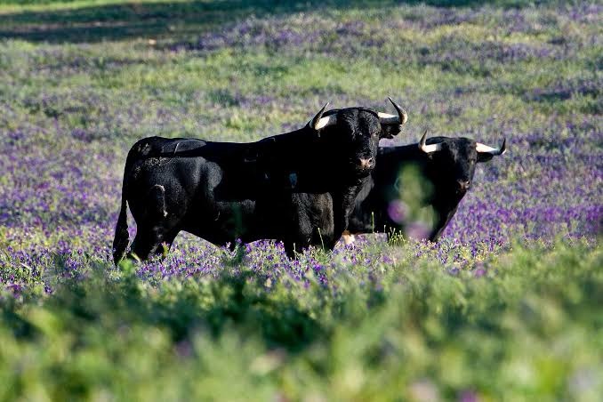 Ecología y el toro bravo.