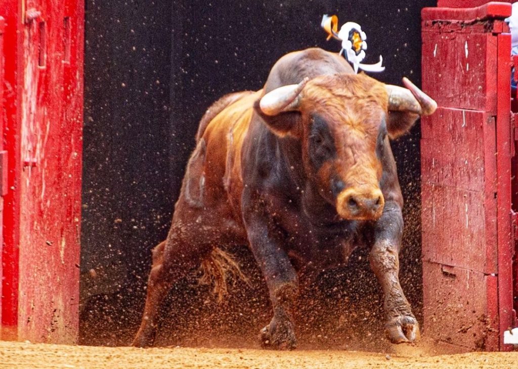 Novillada en la Plaza México: ¿Quién tiene la culpa?