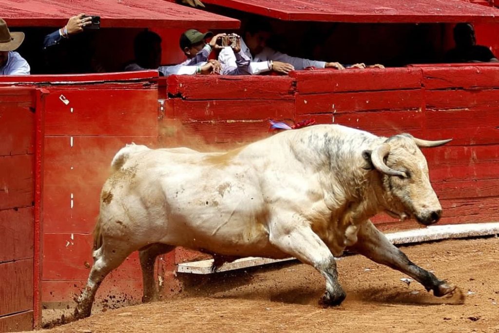 Novillos por encima de novilleros en la Plaza México.