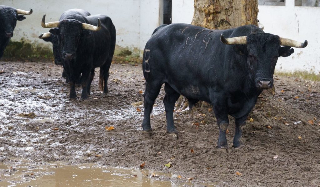 La lluvia obliga a suspender la corrida de rejones de esta tarde en Vista Alegre.