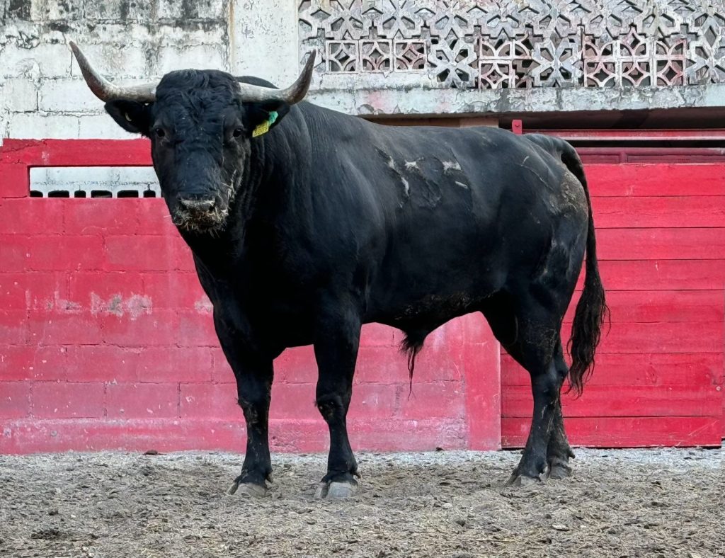 Monterrey: Reseña encierro de ‘Dos Ríos’ para el aniversario 87 de la Monumental.