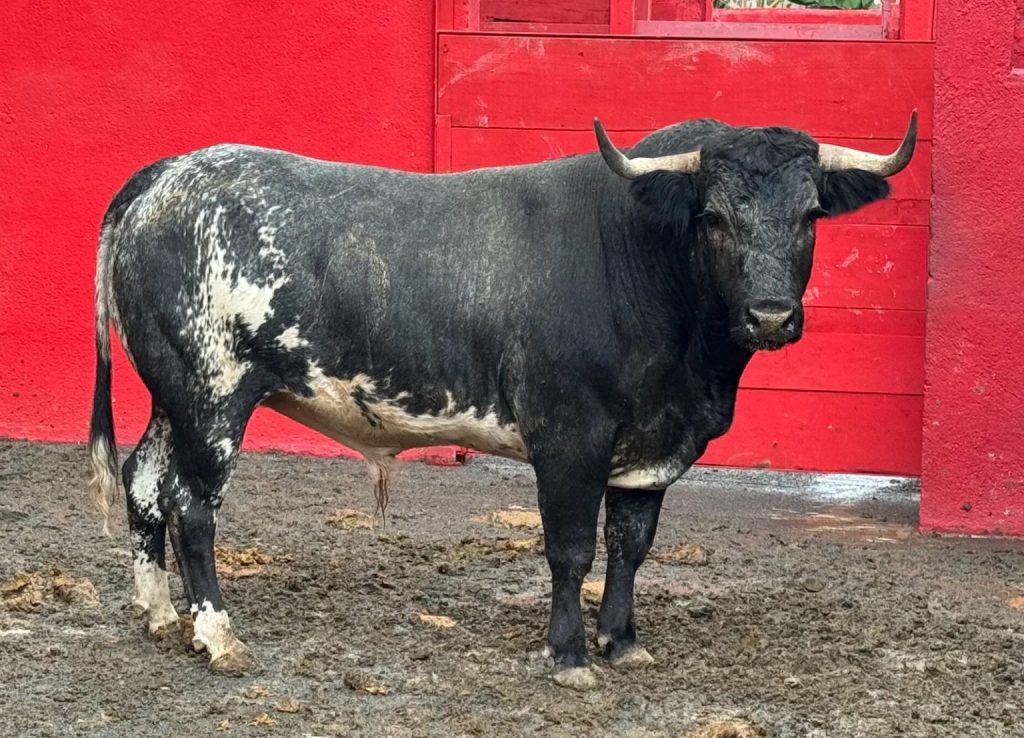 Reseña del encierro de “El Charco” para Monterrey.