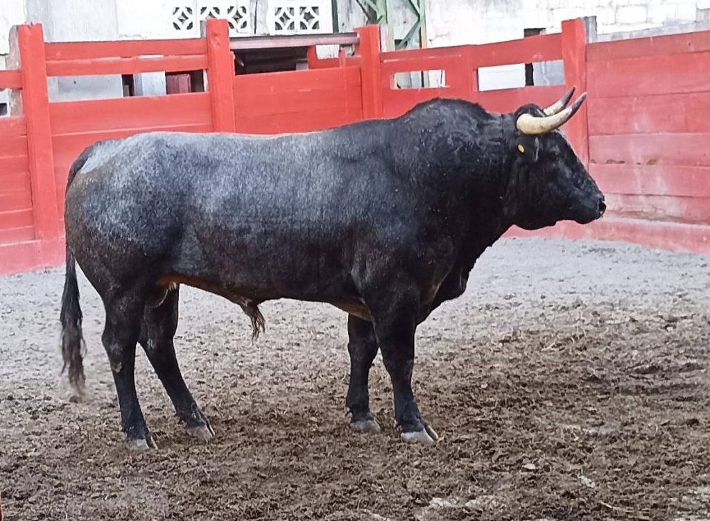 Reseña Encierro de Xajay para Monterrey.