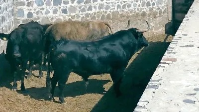 Toros rumbo a la Mérida.