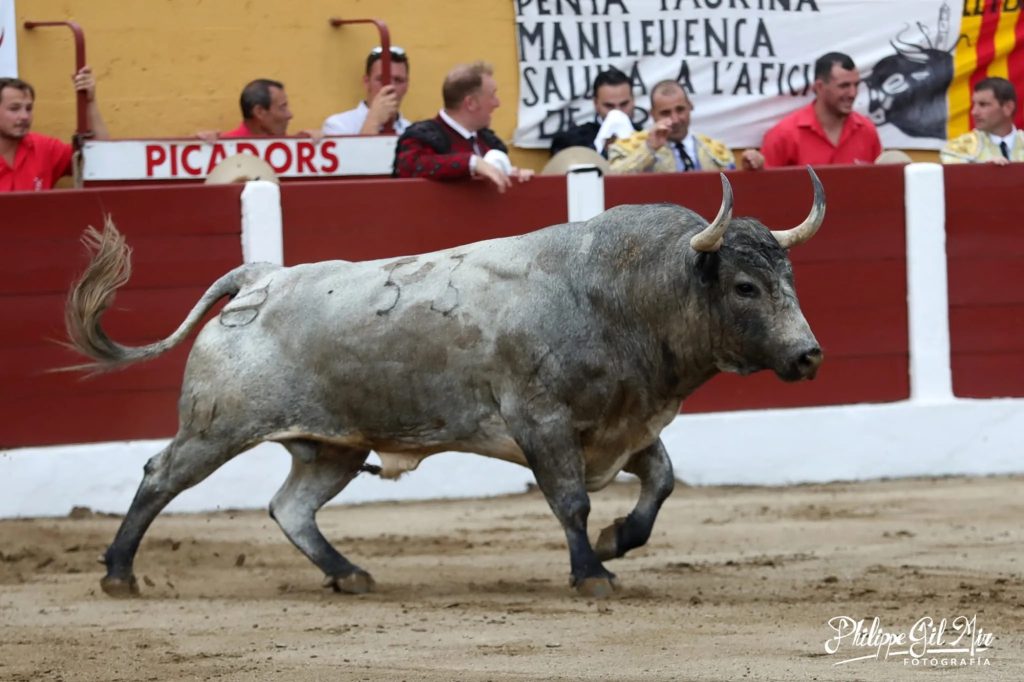 Ceret vuelve a poner el toro en el centro de su feria 2025.