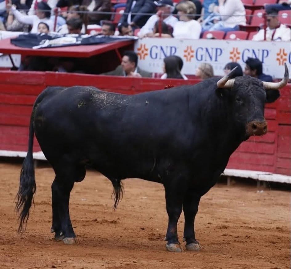La Fiesta está Viva: Hechizados.