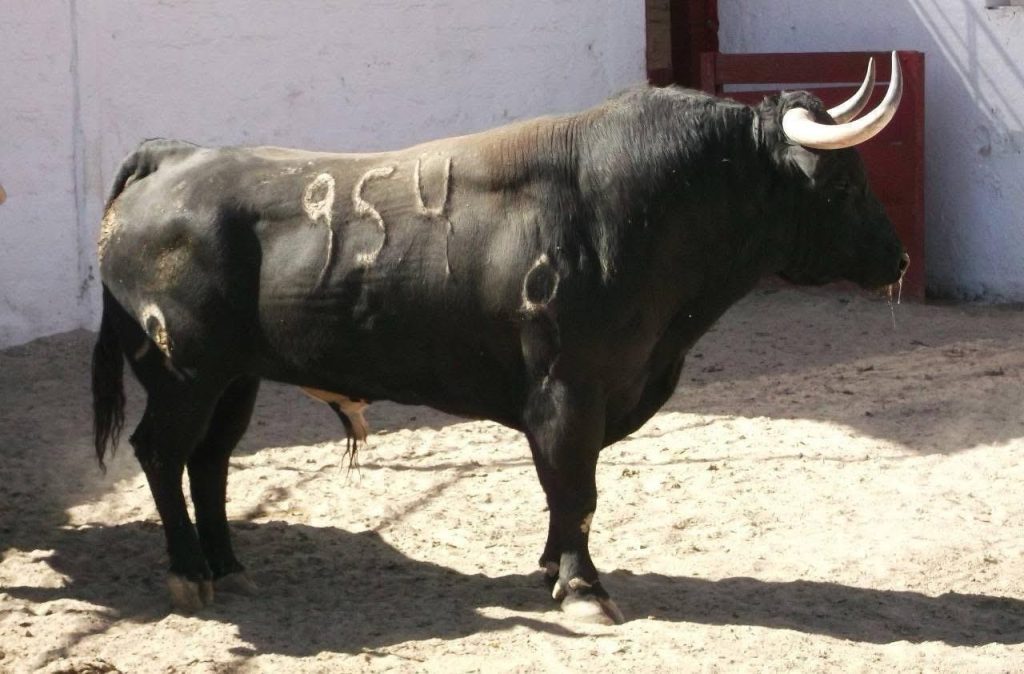 Domingo de toreros banderilleros en la Nuevo Progreso.