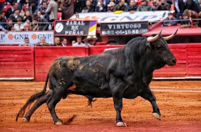 Prohíbe Gobierno de la CDMX corridas de toros con violencia.