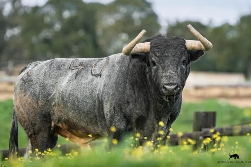 La falta de criterio de las autoridades de la plaza de Valencia desespera a los ganaderos.