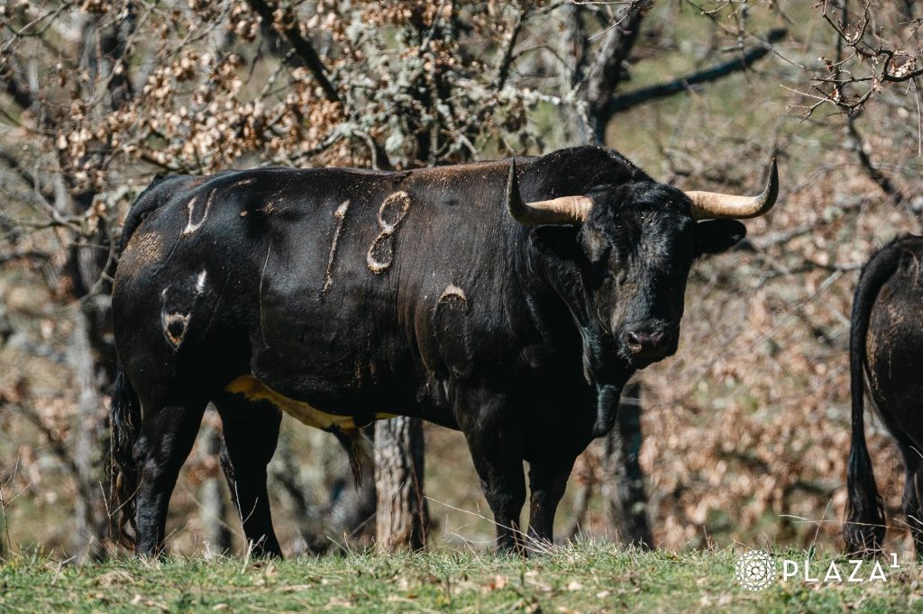 Valdellán se la juega en Las Ventas: “Madrid impone, inquieta… y emociona”