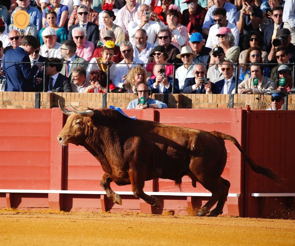 Al Alimón: Un toro muy bravo y vuelta al ruedo anárquica.