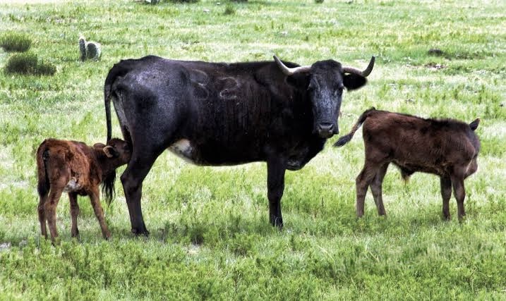 Ganaderías michoacanas apelarán ley contra corridas de toros.