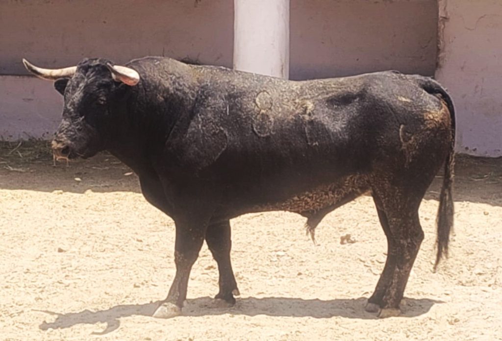 Reseña del encierro del 23 de mayo para la plaza Nuevo Progreso de Guadalajara.