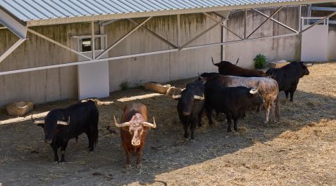 Los toros de Fuente Ymbro y de Victoriano del Río descansan ya en los corrales del Gas.