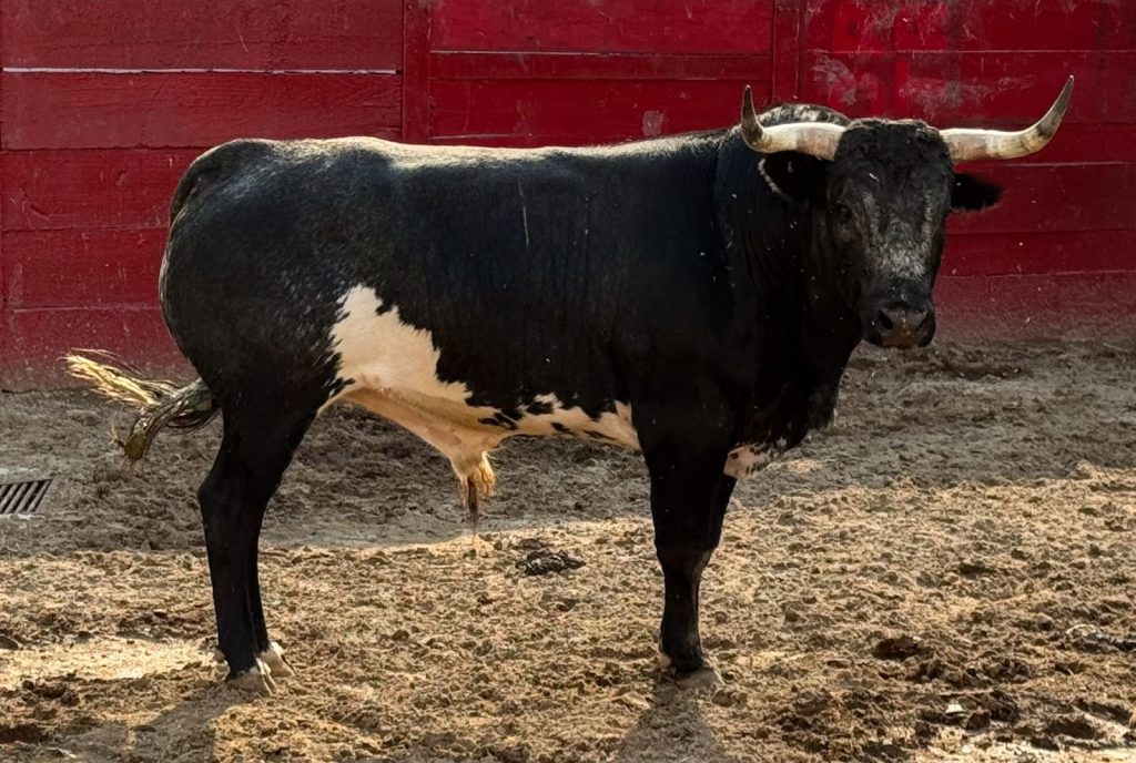 Novilladas: Reseña del Encierro y Cartel de Triunfadores para Guadalajara.