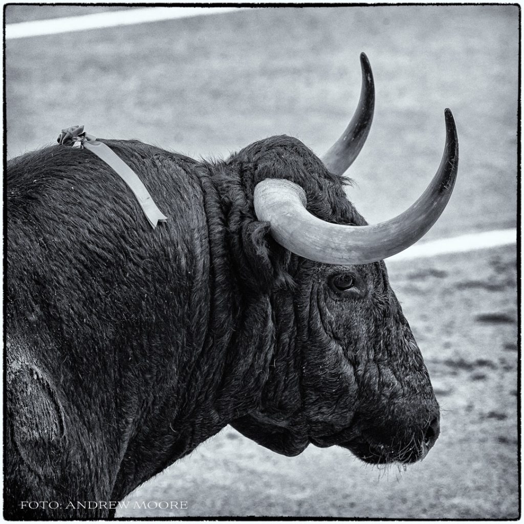 Carta a Victorino Martín Andrés. En esta decadencia terminal, las fieras de la A coronada se despeñan por el festival del toro-artista (y orejero).