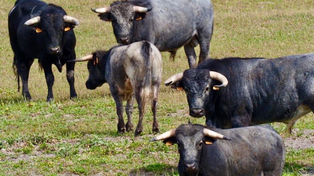 Hablamos de ganadería y no de tauromaquia.