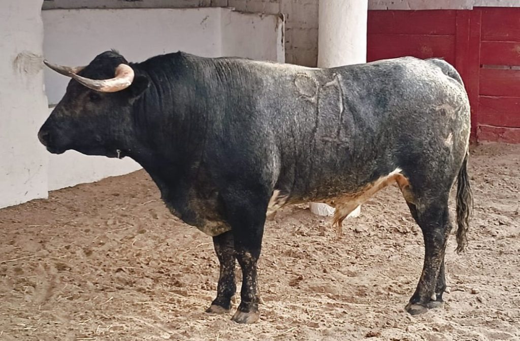 Reseña encierro de El Greco para la Tercera novillada en Guadalajara.