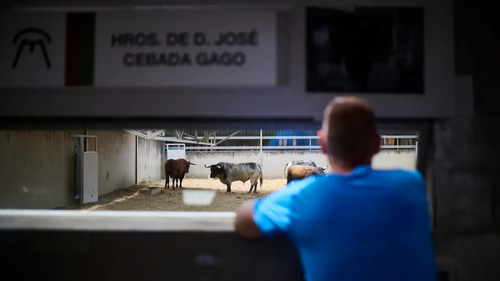 Abren los corrales del Gas para ver los toros de San Fermín: horarios, precios y qué ganaderías se pueden visitar.