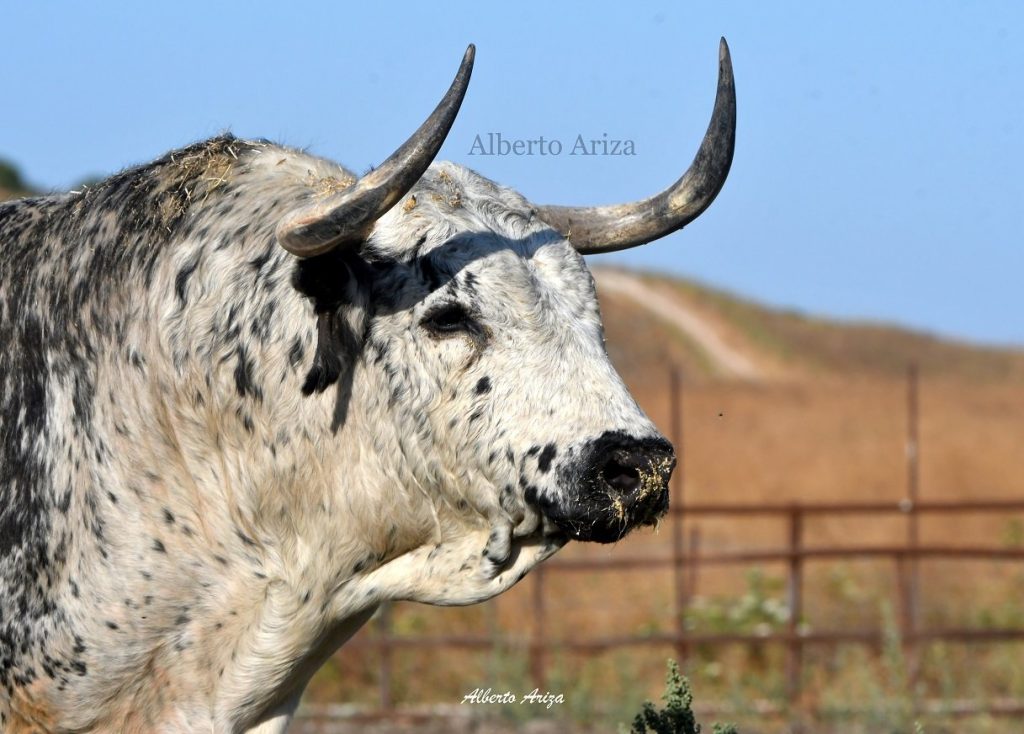 San Fermín 2025: Un hierro histórico y otro que debuta ya se encuentran en los Corrales del Gas.