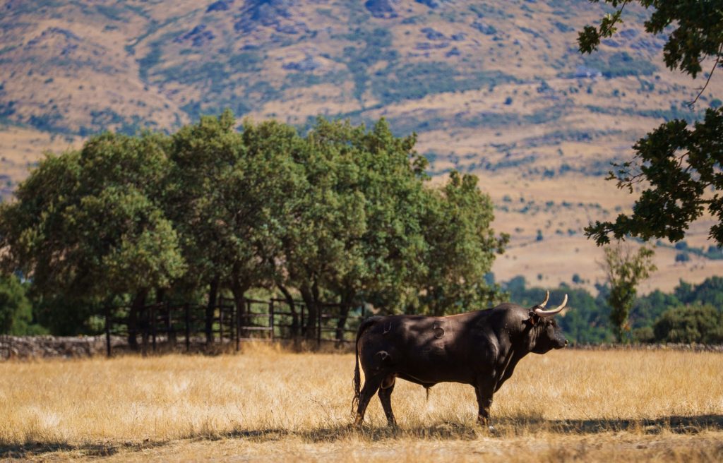 Los Toros de Victoriano del Río para Bilbao.