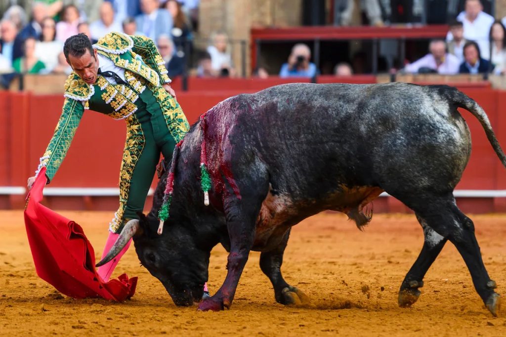 Pepe Moral, torero: el miedo al olvido envalentona el ánimo.