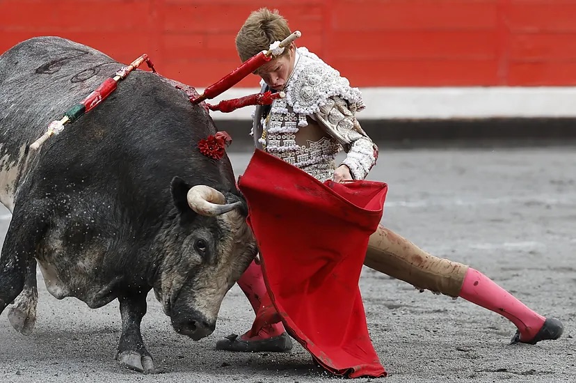 Tapaboca, un toro de gran clase de La Quinta, logra un indulto histórico en Bilbao.