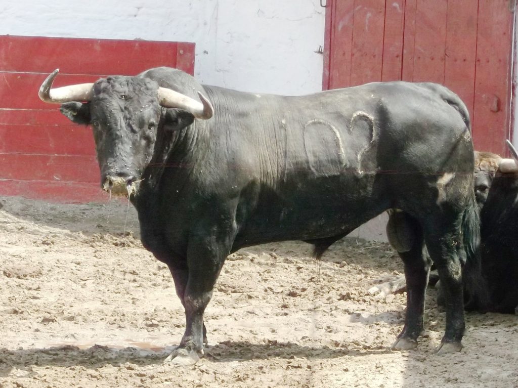 Reseña del encierro de Santo Toribio para este domingo 7 de Septiembre en Guadalajara.