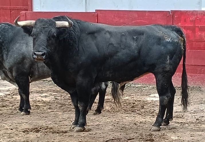 Temporada Grande: Reseña del encierro para Guadalajara.