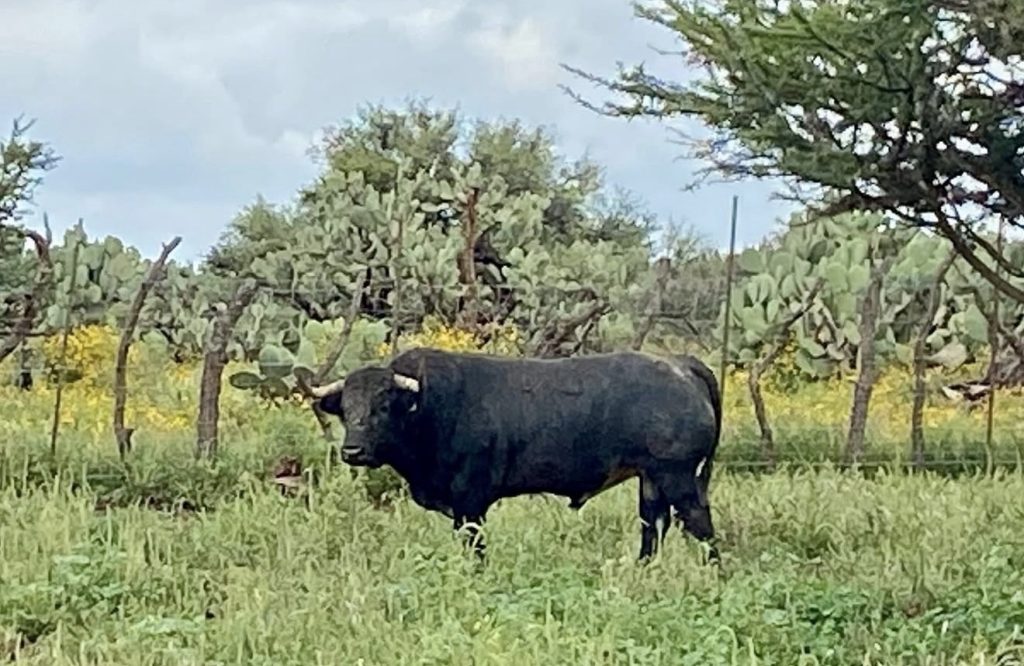 La ganadería de Santa Bárbara regresa a Aguascalientes con un encierro serio y bien presentado.