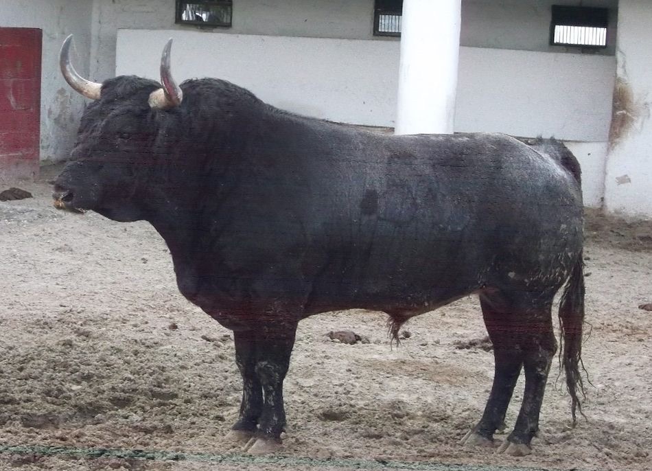 Quedó reseñado el encierro para la corrida del 5 de octubre en Guadalajara.