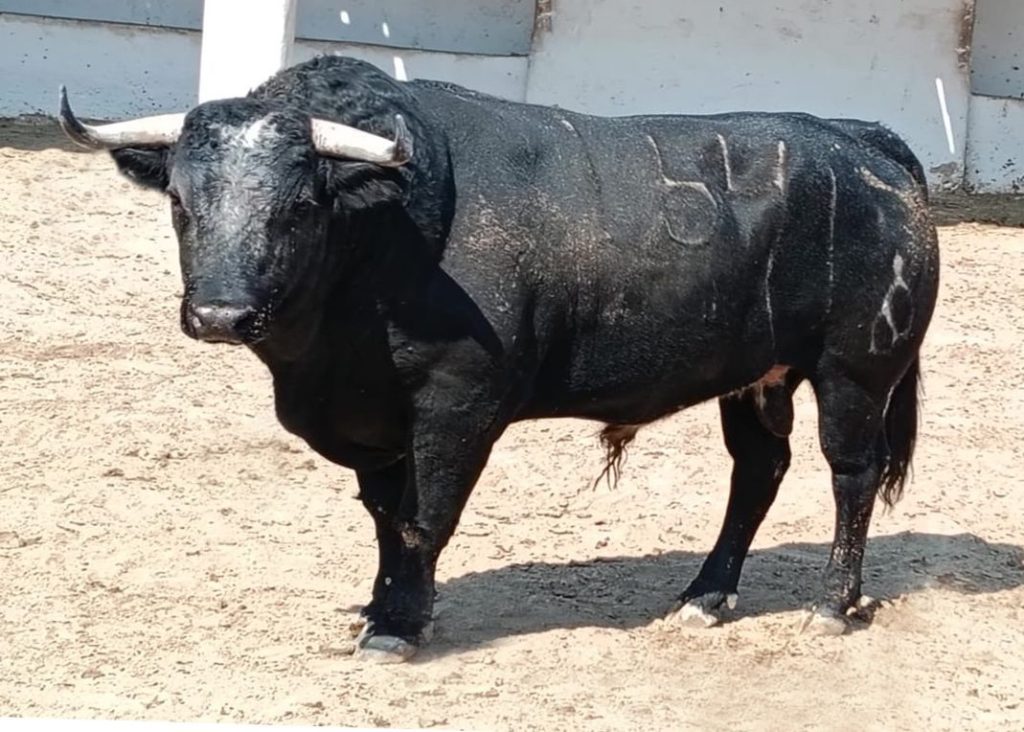 Reseñado el encierro de Peñalba para la corrida del 30 de noviembre en Guadalajara.