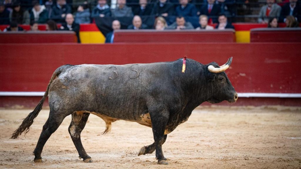 El tipo de toro de València, a debate: “No está definido”