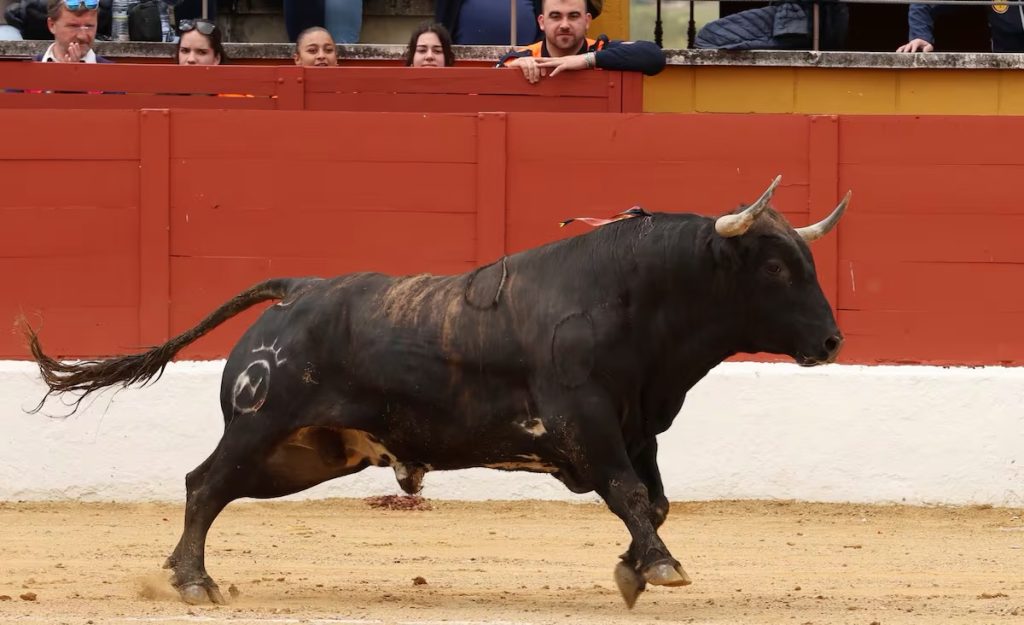 El Club Taurino Tres puyazos presenta una muy dura Feria del Aficionado.