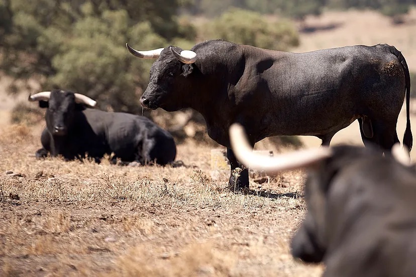 Nunca tantas ferias taurinas se presentaron tan pronto: Castellón, Valdemorillo, Olivenza, Fallas y San Isidro, por Navidad.